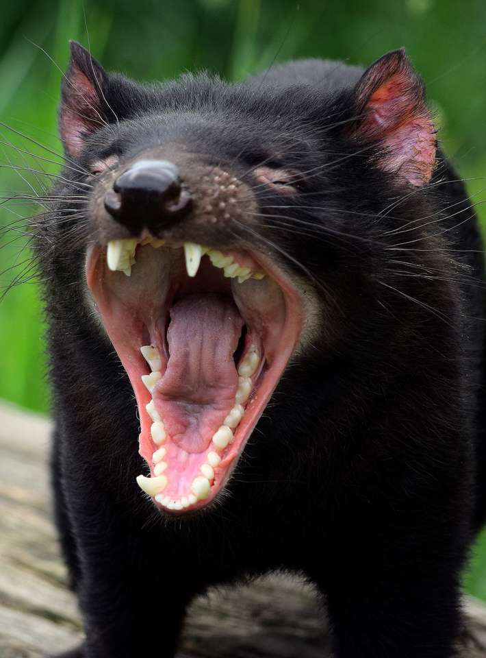 tassie devil puzzle online from photo