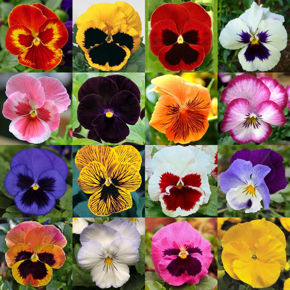 Flowers - pansies online puzzle