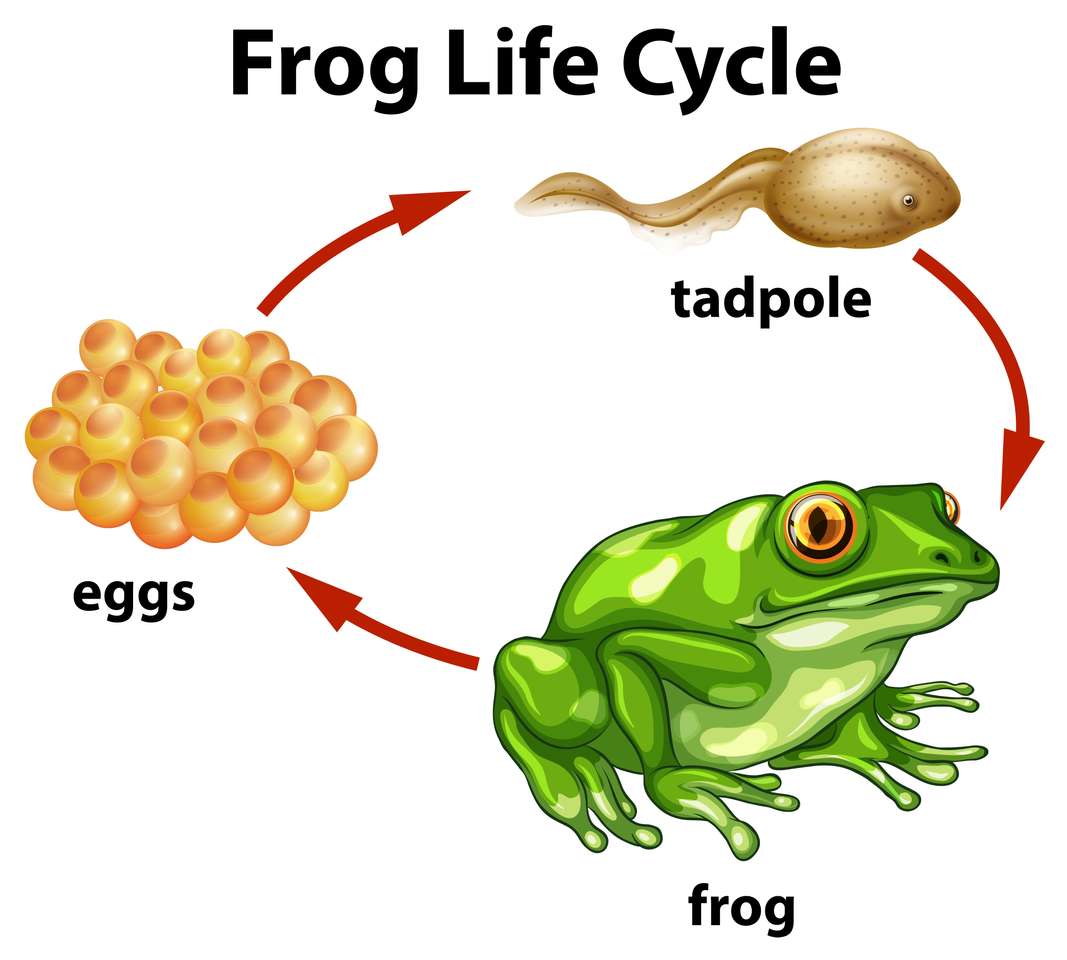 ciclos de vida de la rana rompecabezas en línea