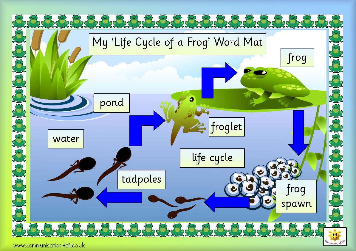 ciclo della rana puzzle online da foto