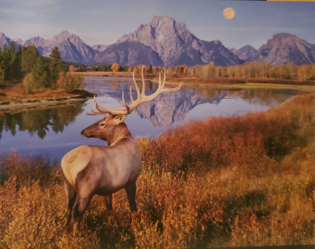 Elk puzzle puzzle online from photo
