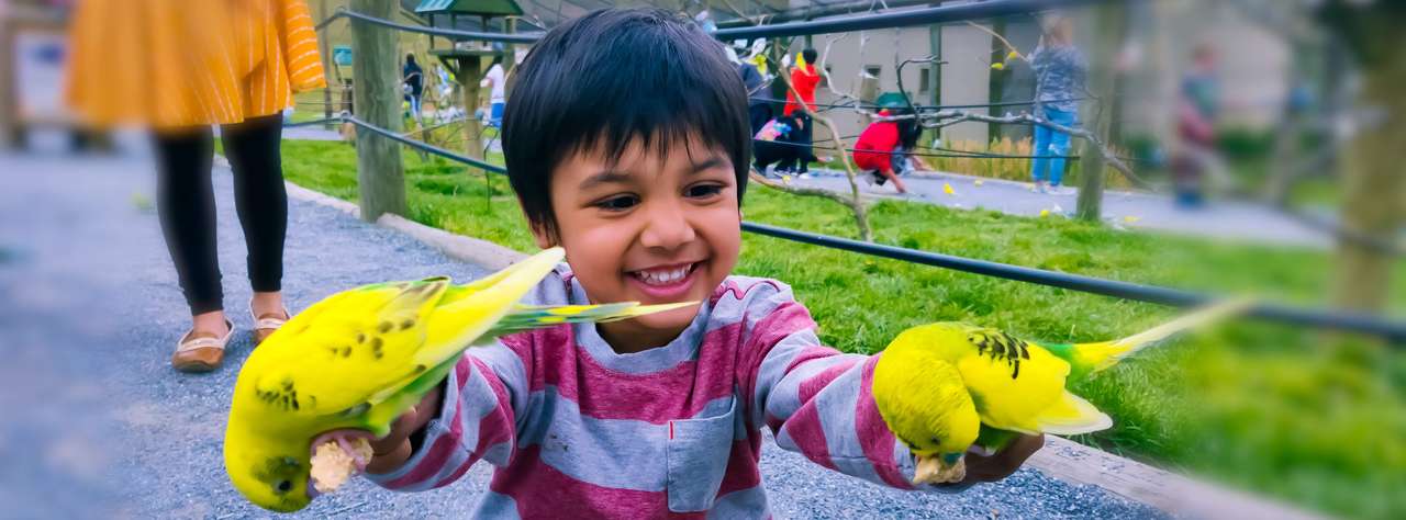 Aheer se joacă cu păsările puzzle online