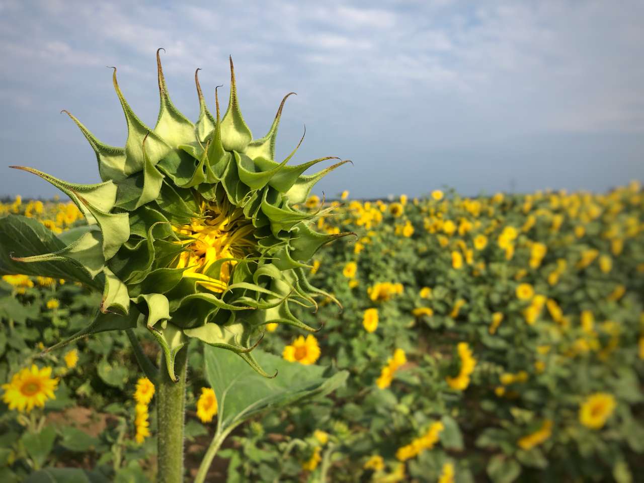 Sonnenblumen in Lettland Online-Puzzle vom Foto