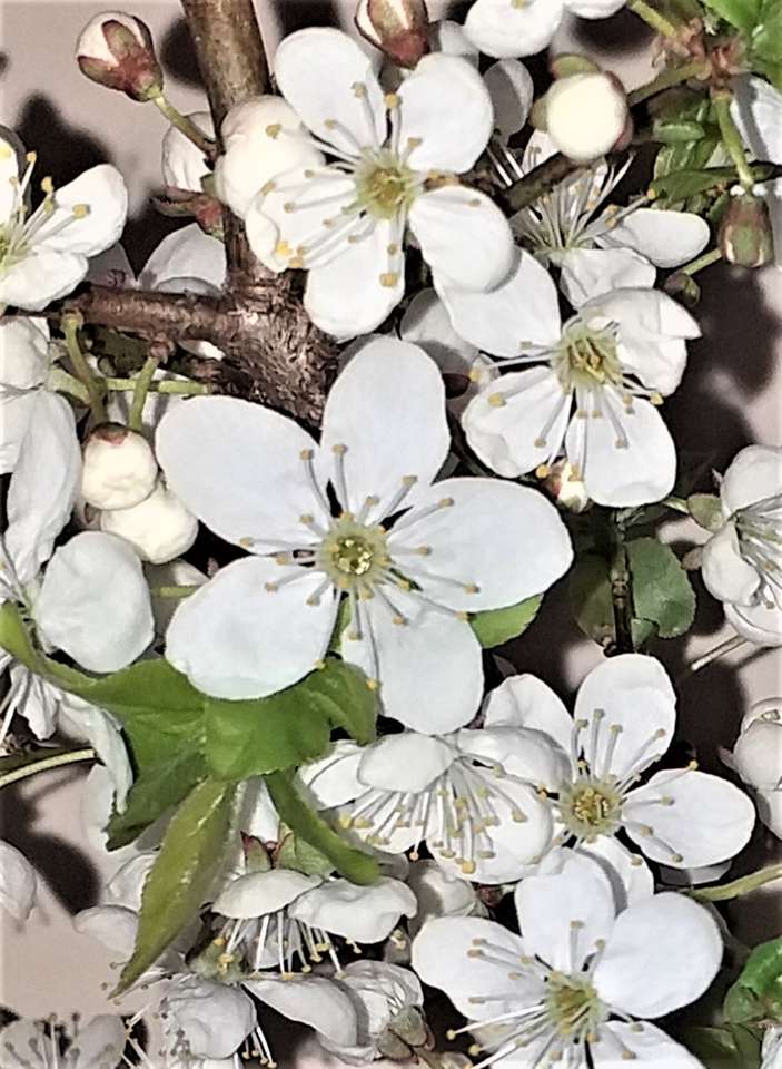 Kwiaty mirabelki puzzel online van foto