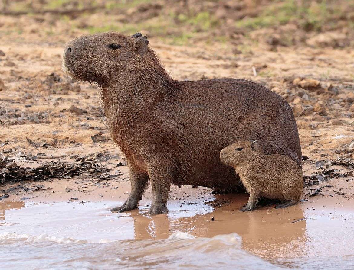 Stolta capibaras Pussel online