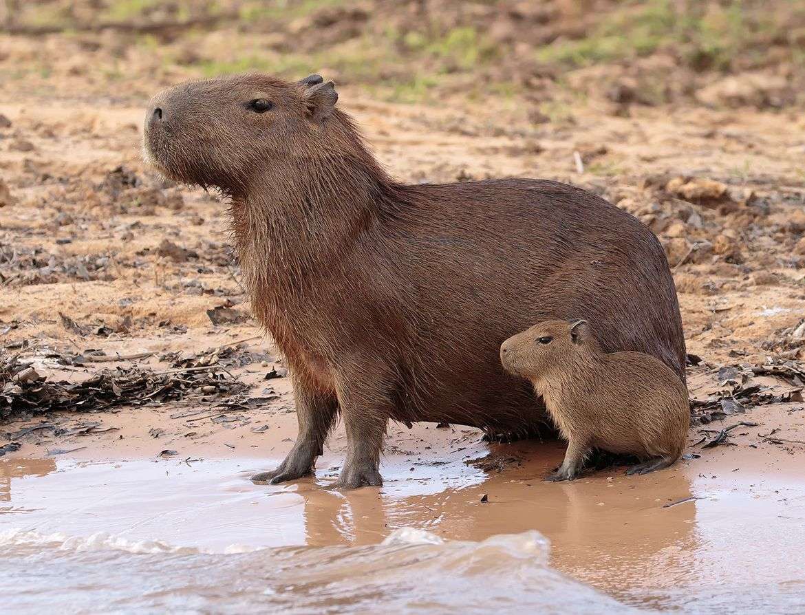 Proud capibaras online puzzle