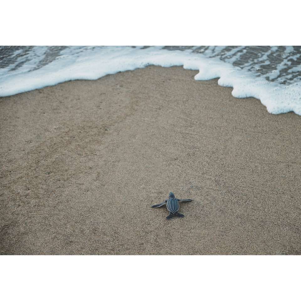 tortuga rompecabezas en línea