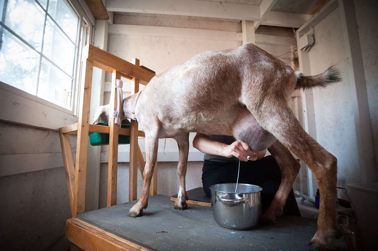 Goat milking - learn puzzle online from photo