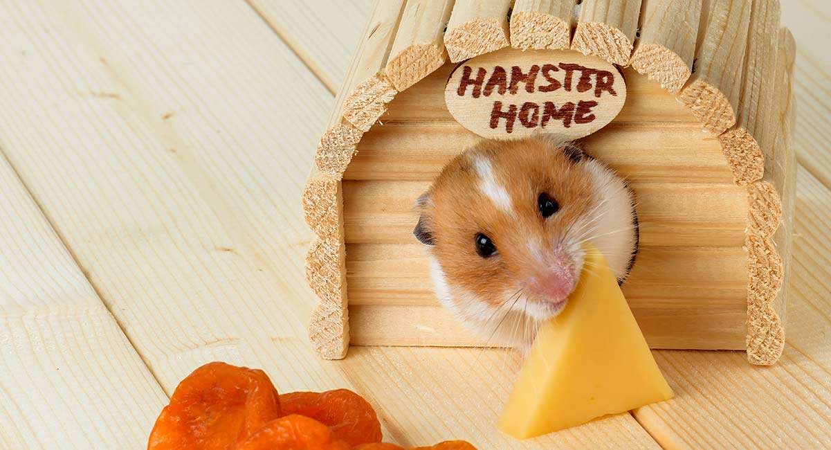 Hamster, der Nahrung isst Online-Puzzle