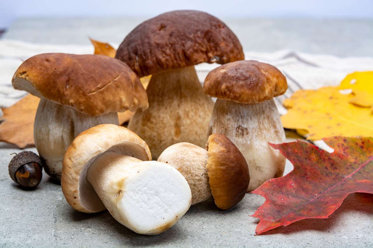 jedlé lesní houby Boletus Edulis puzzle online z fotografie