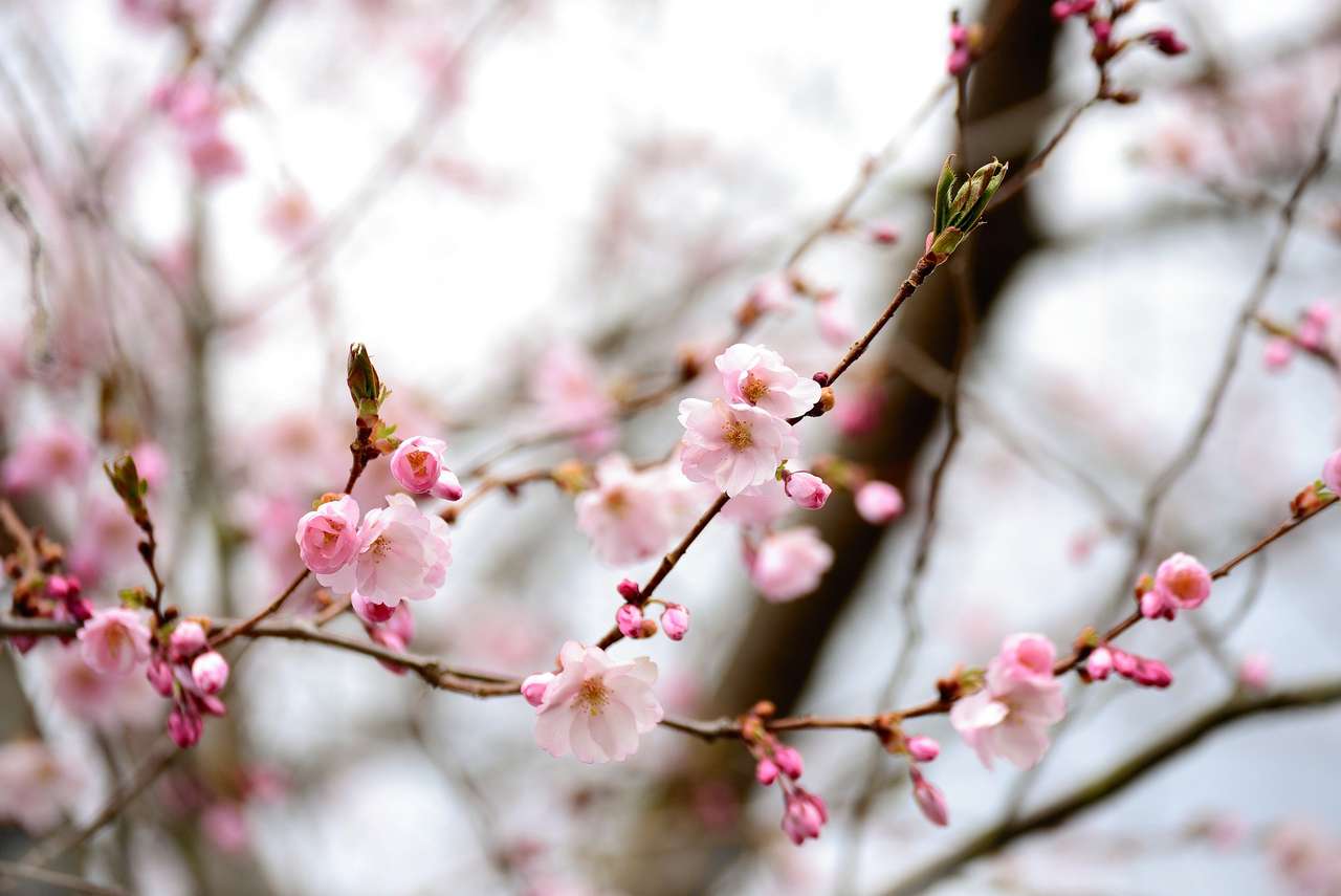 Flores de cerejeira puzzle online a partir de fotografia