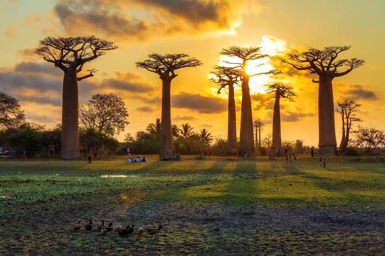 Hermosos árboles baobab al atardecer rompecabezas en línea