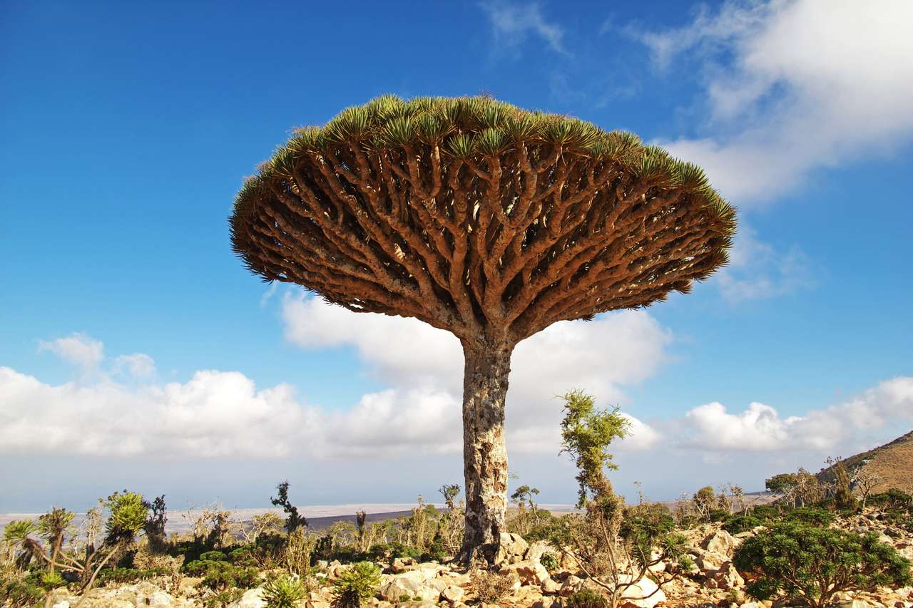 Drakenboom op Homhil plateau online puzzel