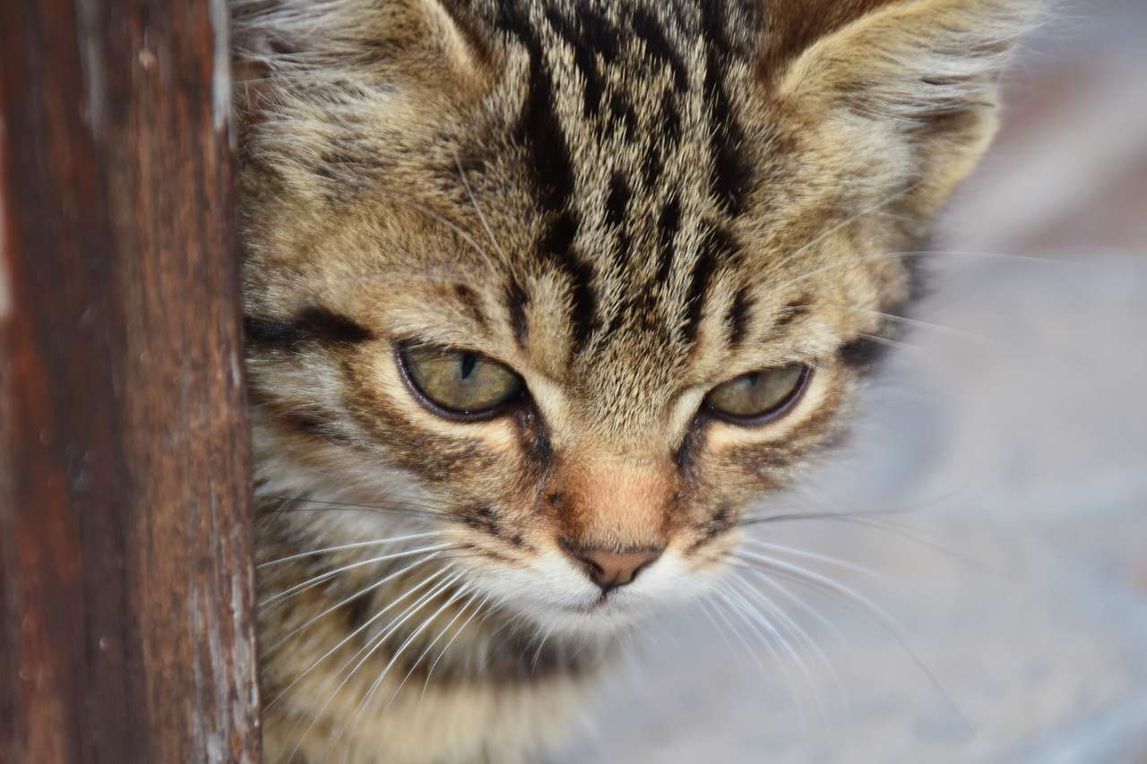 Cute Grumpy Kitten online puzzle