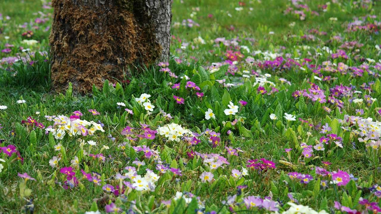 春の芝生 写真からオンラインパズル