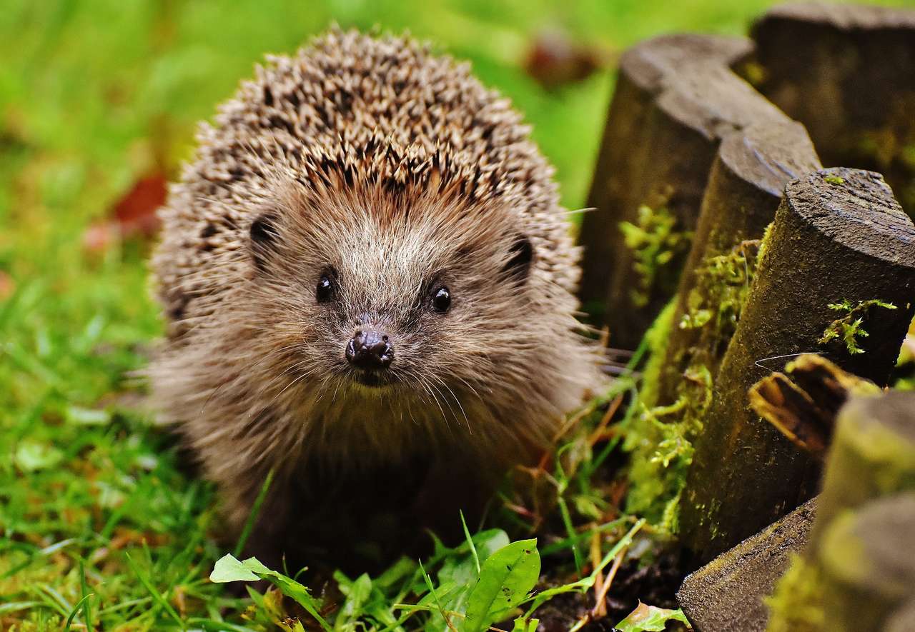 Cute Hedgehog online puzzle