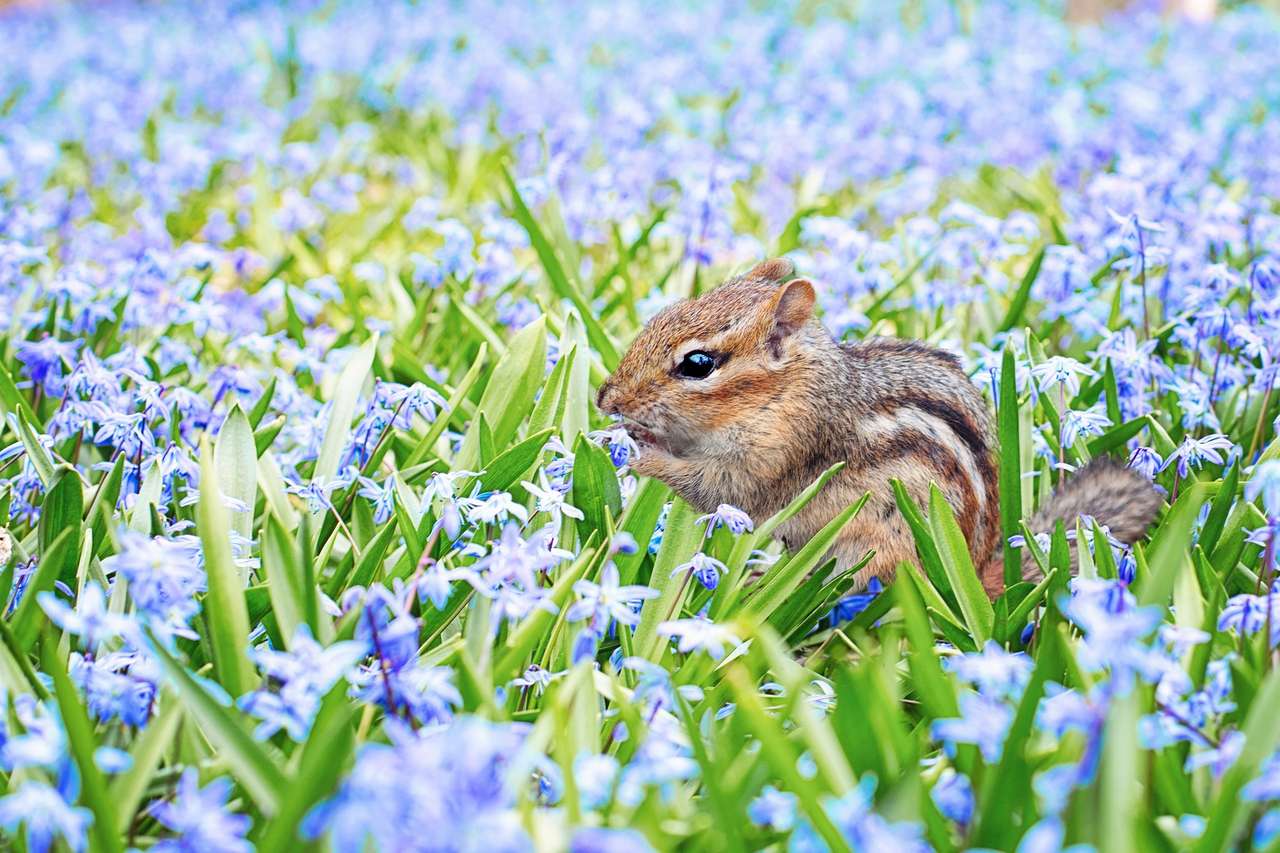 小さなシマリス オンラインパズル