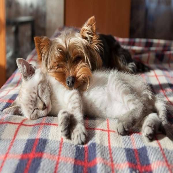 Кошка и собака вместе пазл онлайн из фото