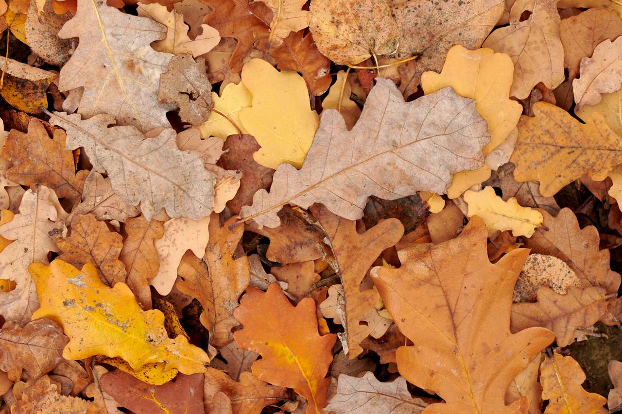 Есенни листа онлайн пъзел