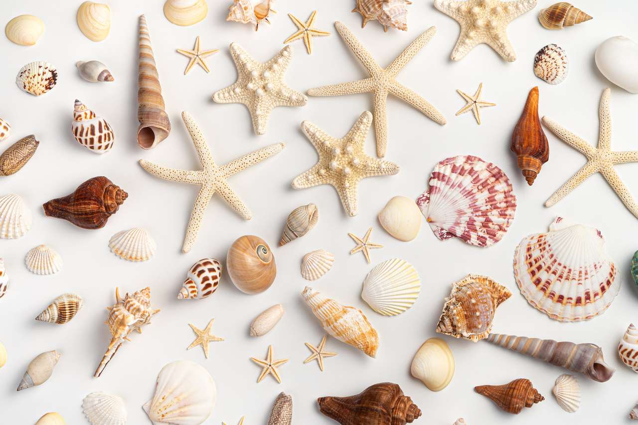 Ракушки, моллюски и морские звезды головоломка