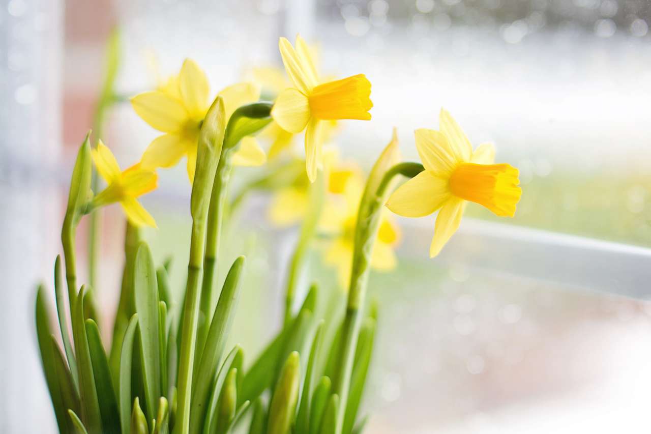 Daffodils και Bokeh παζλ online από φωτογραφία