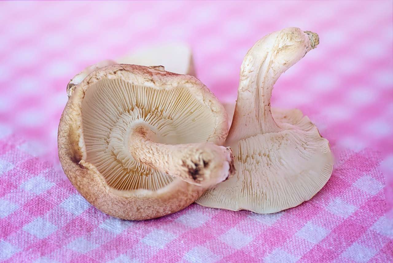 Cogumelos e rosa puzzle online
