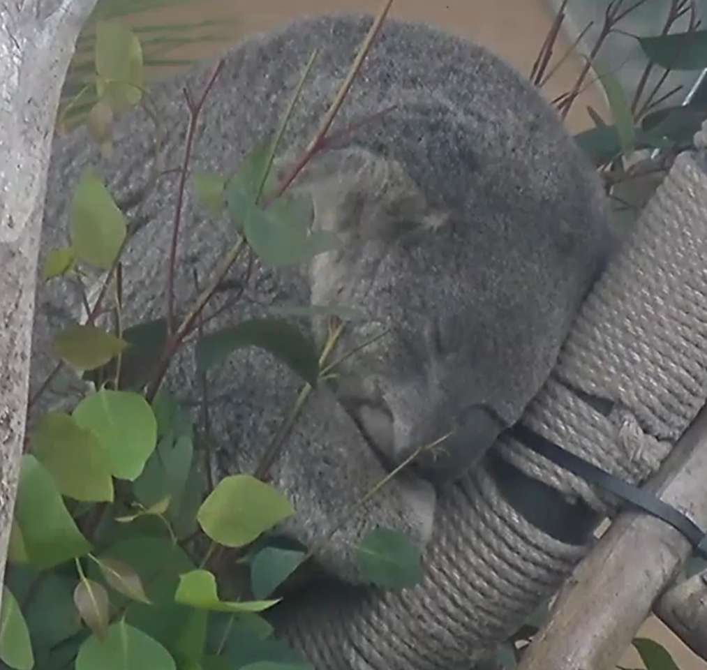 коалоа е заета онлайн пъзел