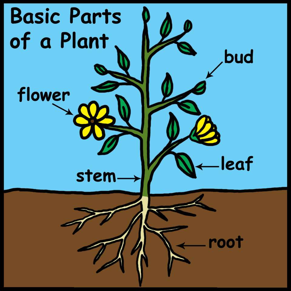 Partes de plantas puzzle online