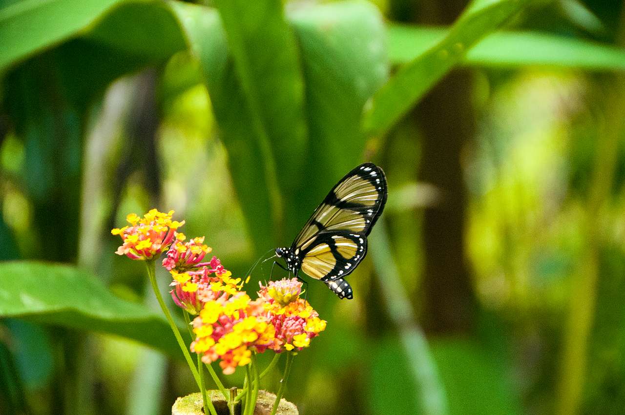 Бабочка со стеклянными крыльями в тропических лесах Амазонки онлайн-пазл