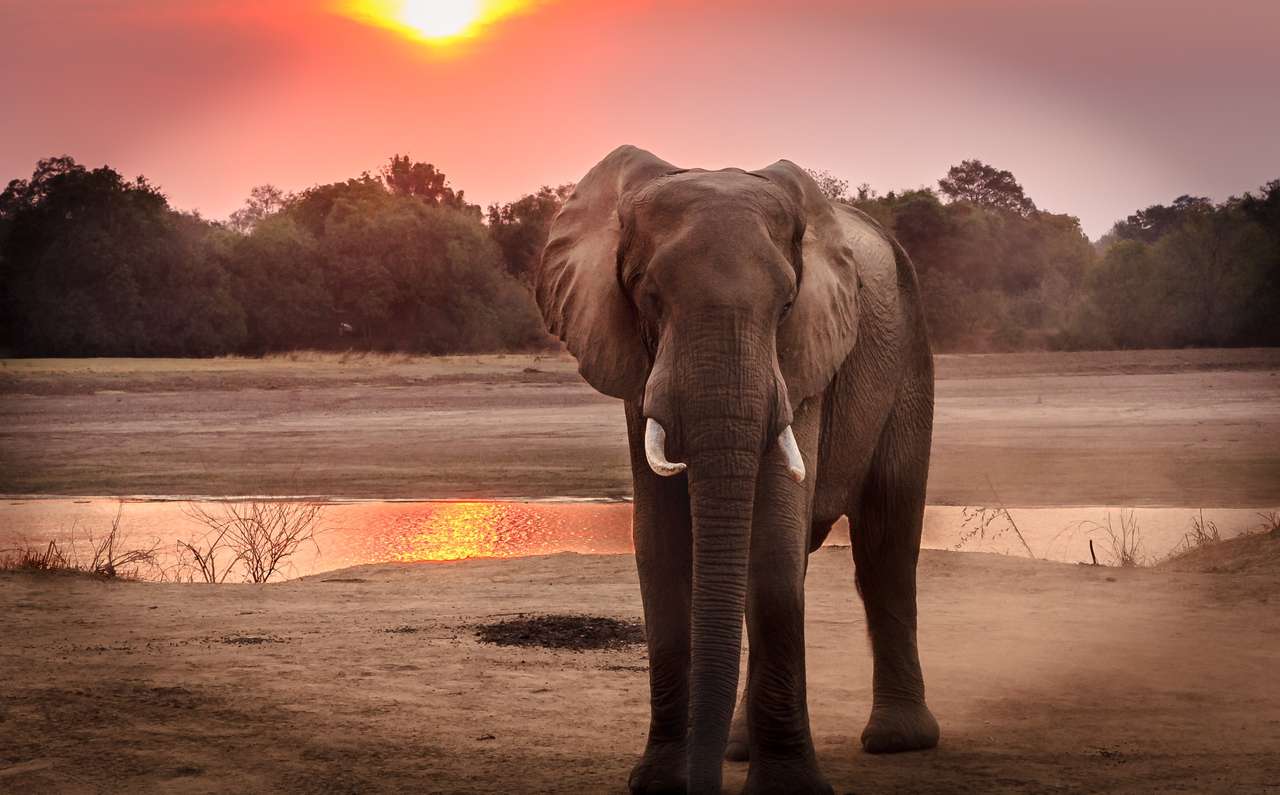 El elefante puzzle online a partir de foto