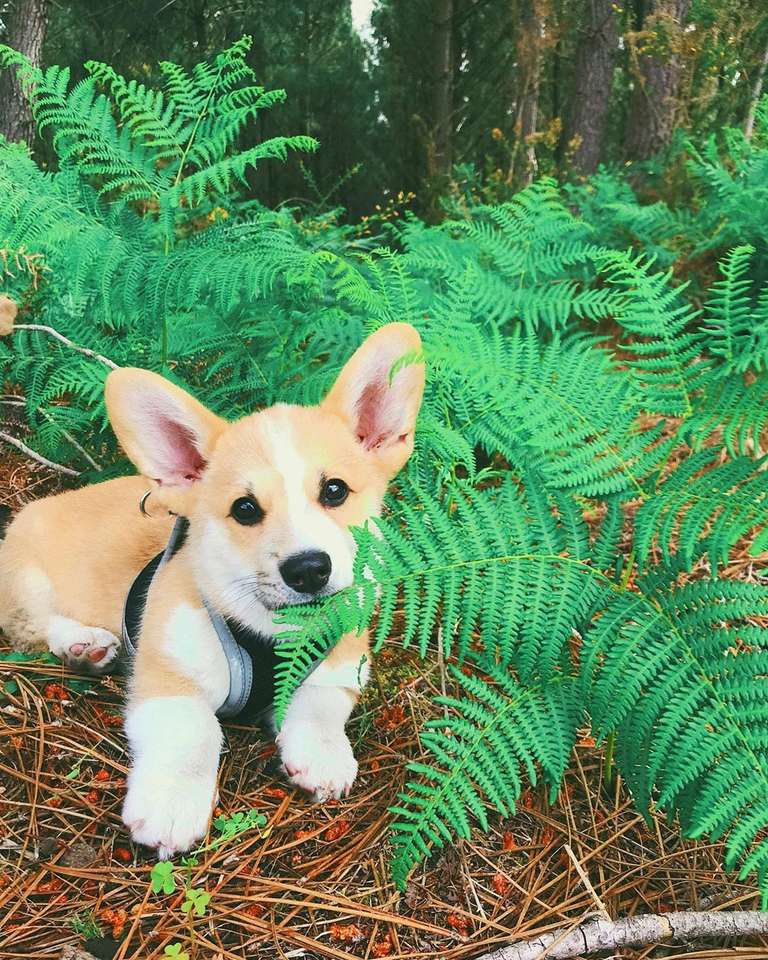 Baby Corgi in the woods puzzle online from photo