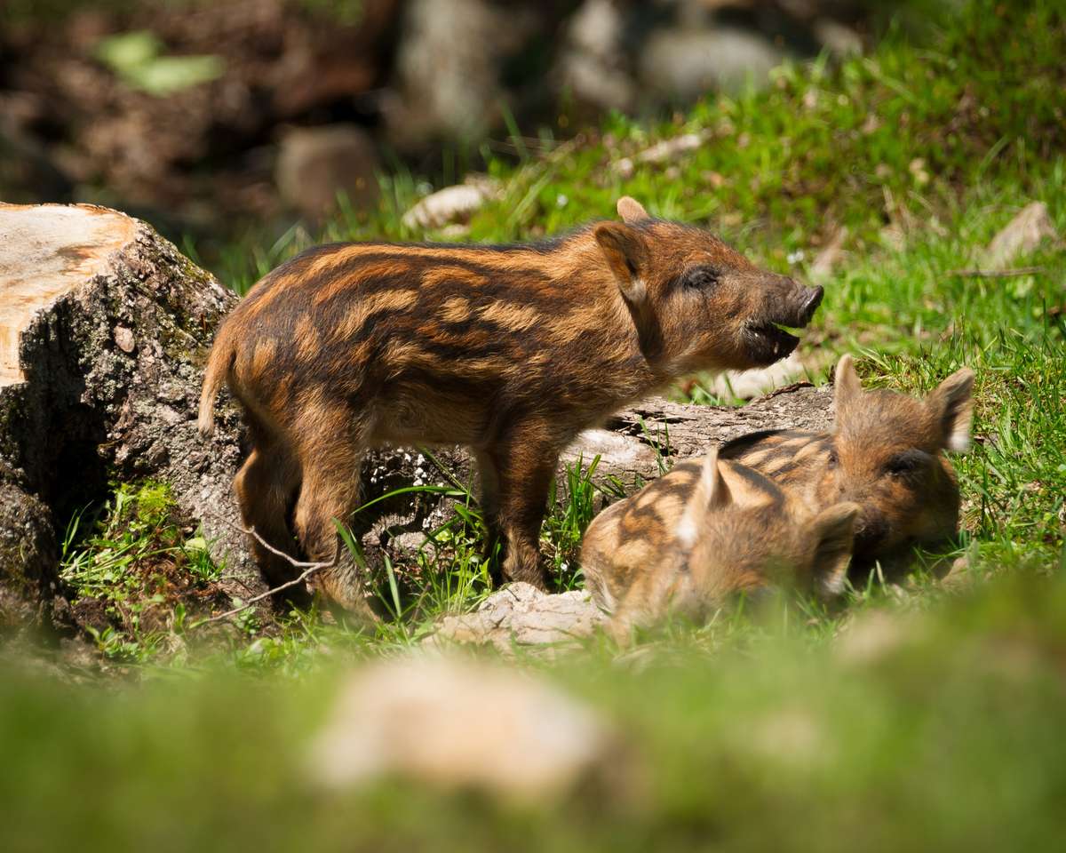 Eine Gruppe von Baby-Wildschweinen Online-Puzzle vom Foto