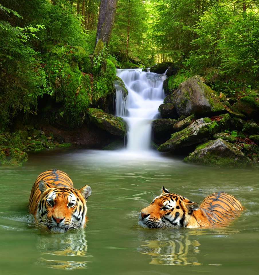 Szibériai tigrisek online puzzle