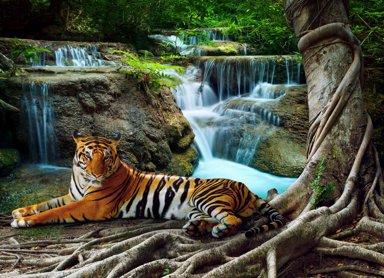 indochina tiger online puzzle