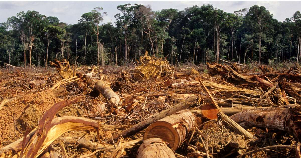 Αποψίλωση των δασών online παζλ