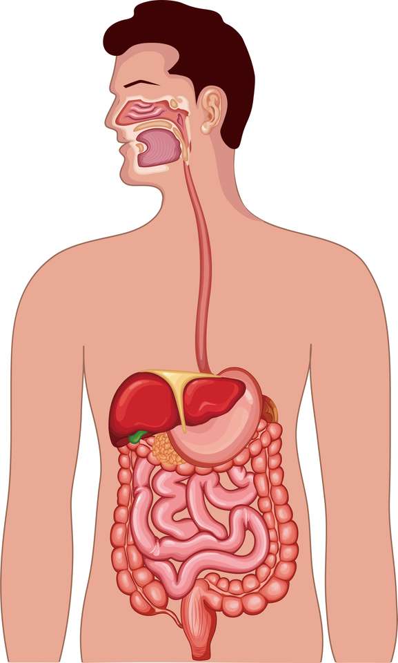 Systema Digestivo pussel online från foto