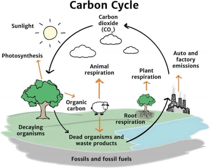 Ciclo del carbono puzzle online a partir de foto