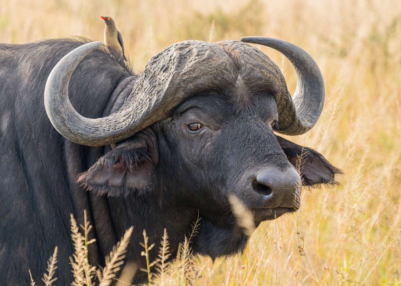 buffel pussel online från foto