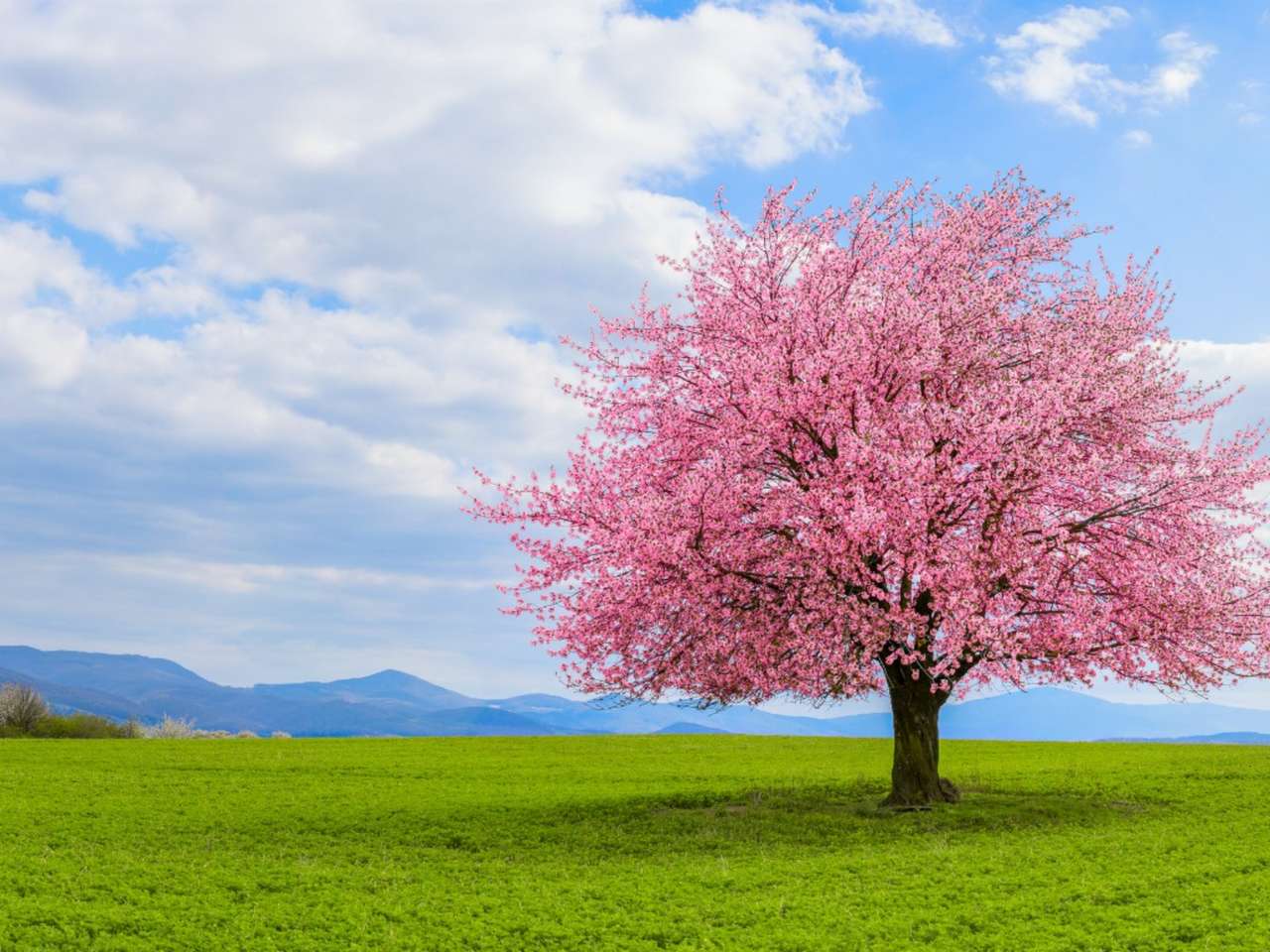 Körsbärsträdpussel pussel online från foto
