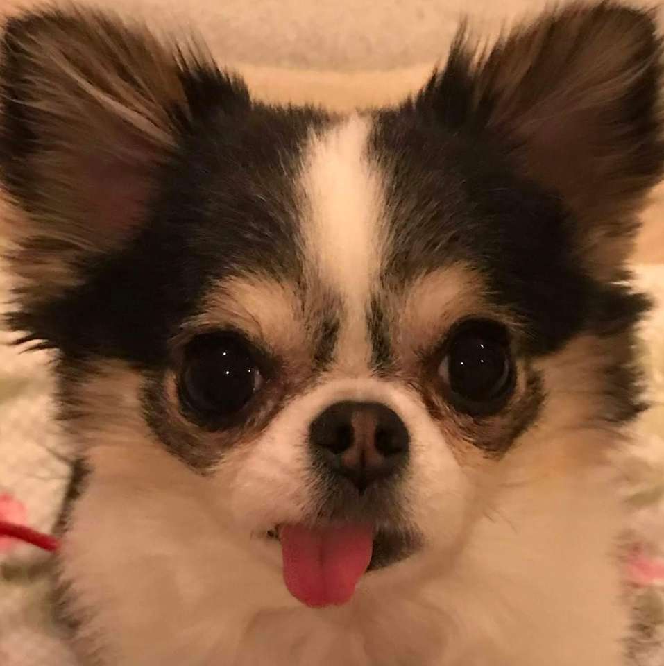 Poppy (Chihuahua) online puzzle