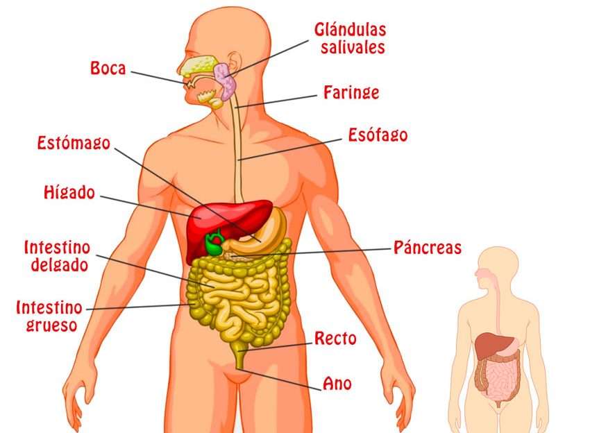 Sistema digestivo puzzle online a partir de foto