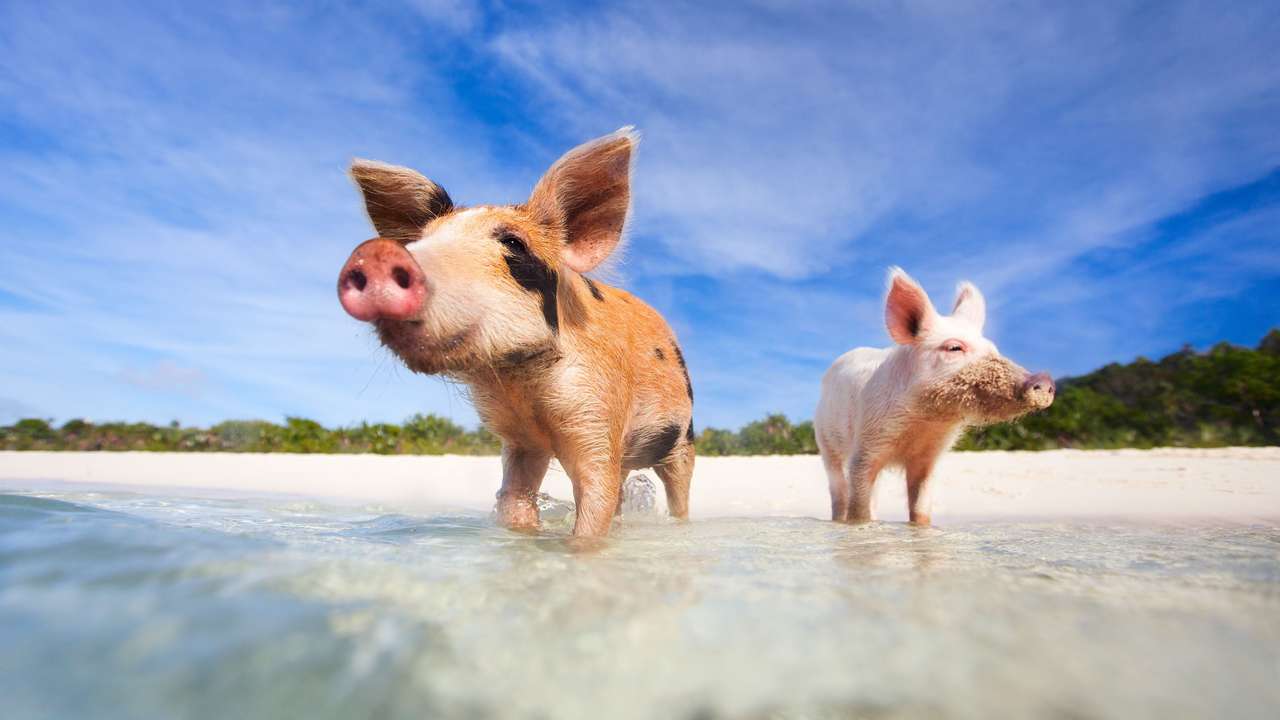 Свински плаж онлайн пъзел