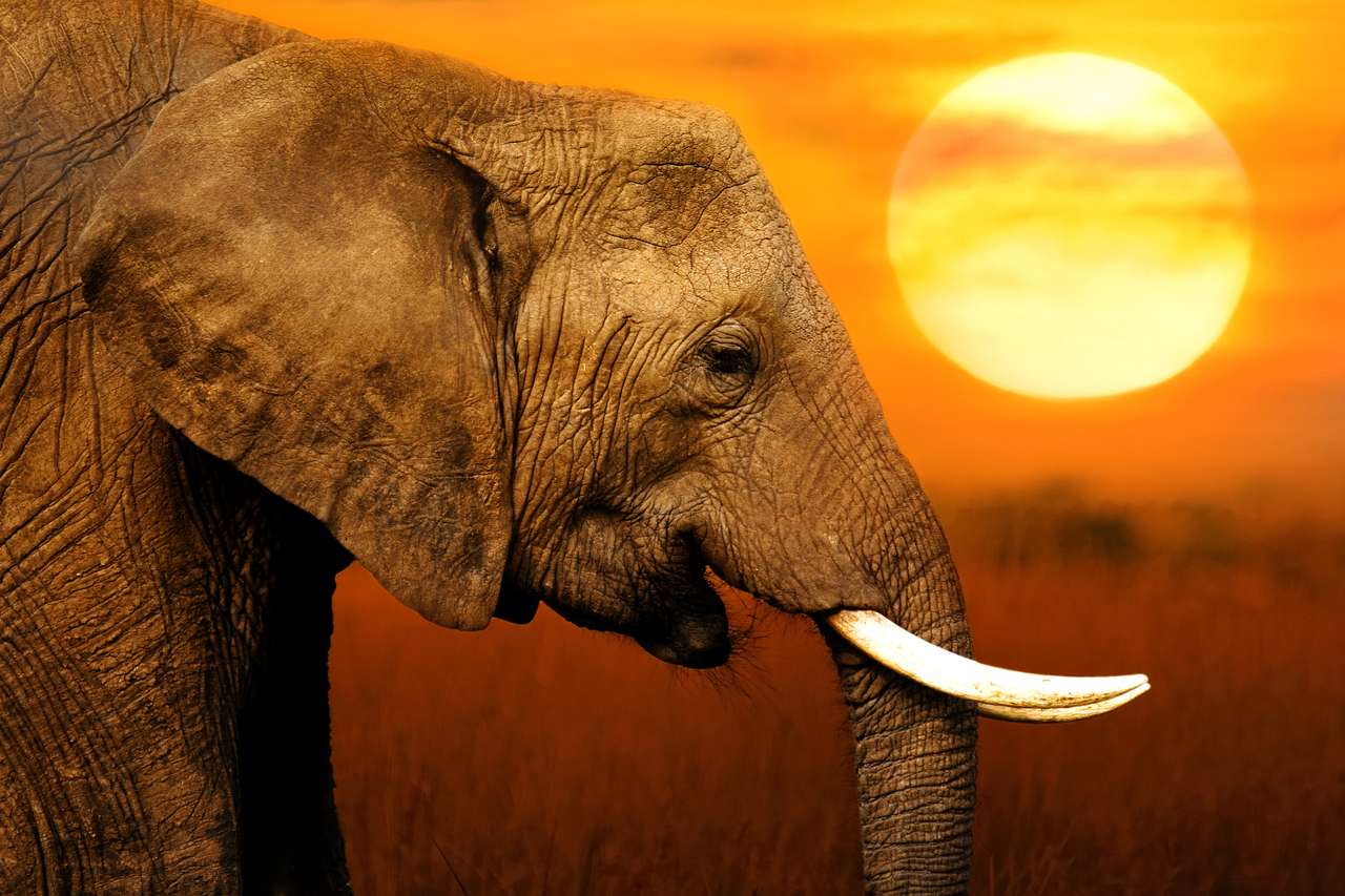 Слон в Африке онлайн-пазл