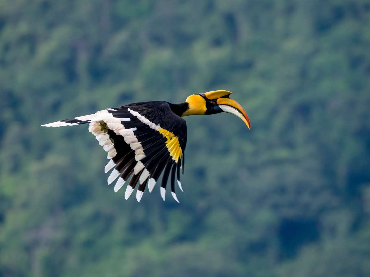 Great hornbill puzzle online from photo