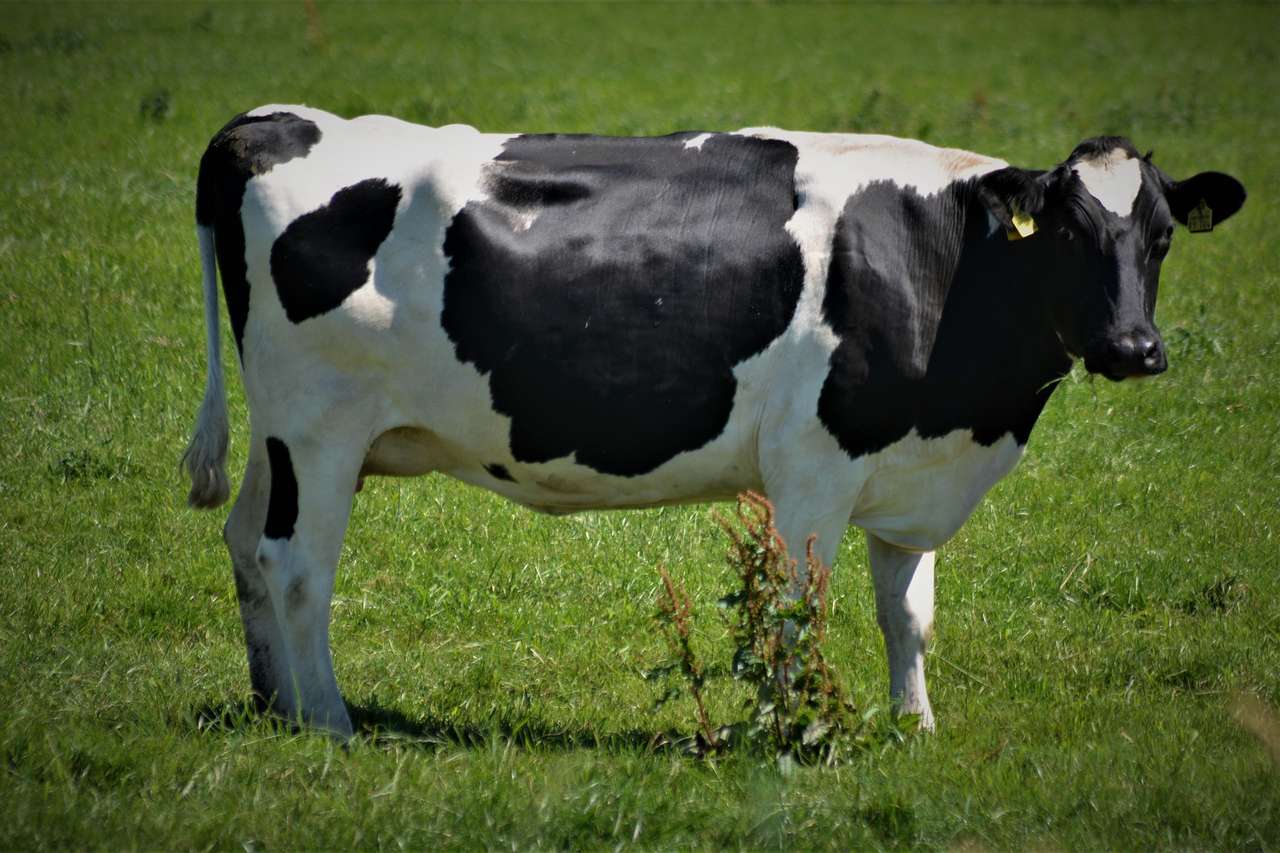 Αγελάδα - ζώο φάρμας online παζλ