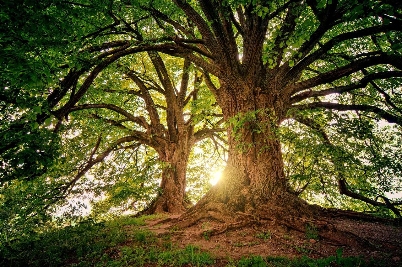 Δέντρα και ήλιος παζλ online από φωτογραφία