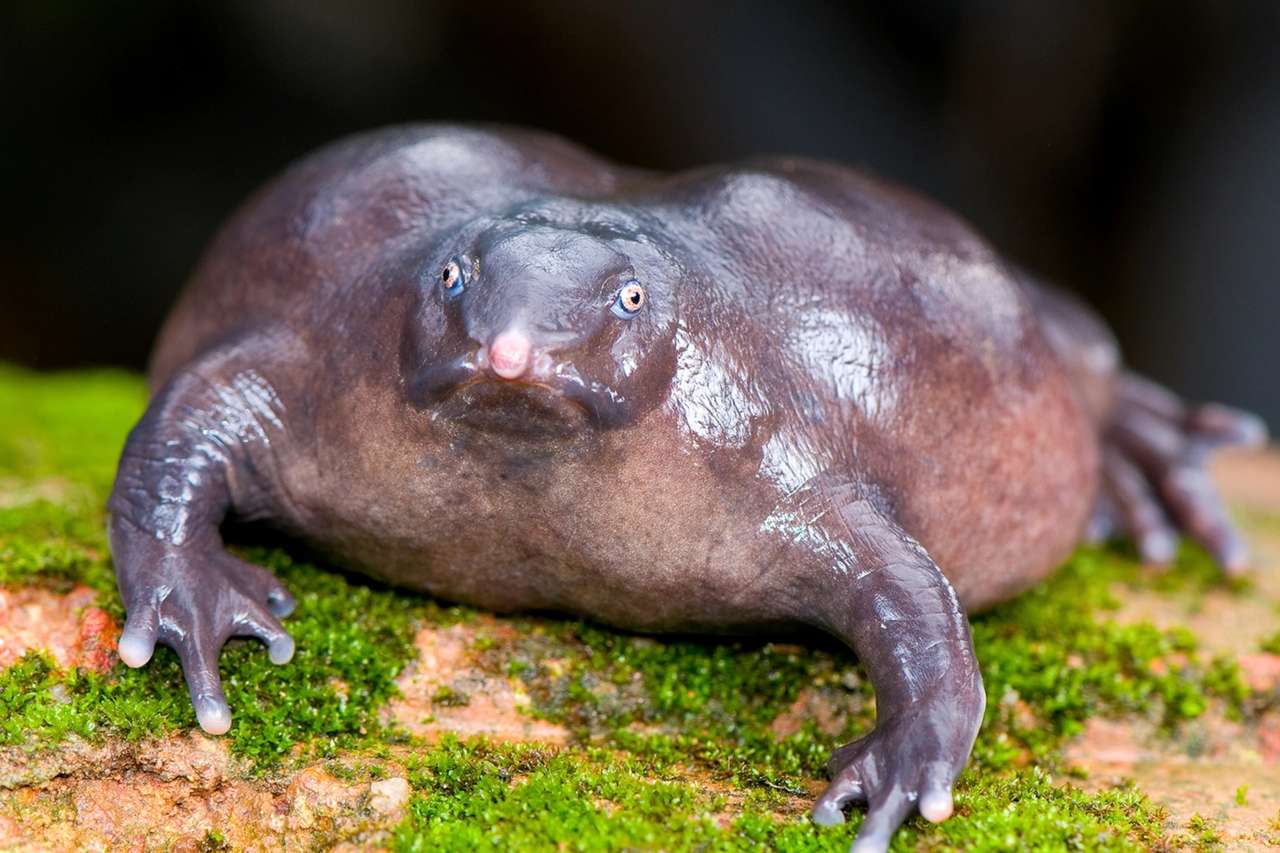 Υπέροχο μωβ βάτραχος online παζλ