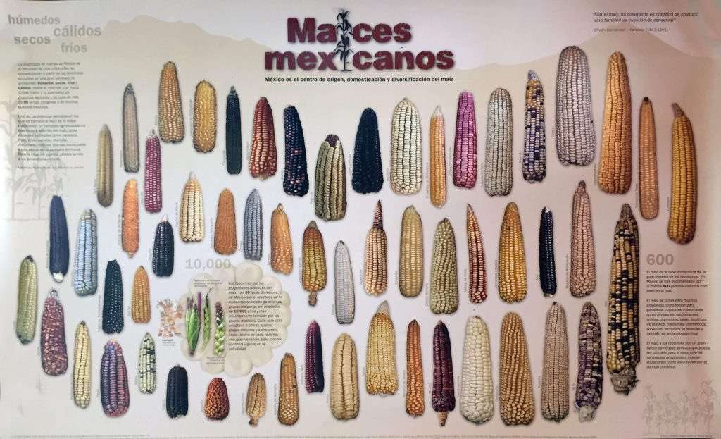 Мексиканская кукуруза в цвете пазл онлайн из фото