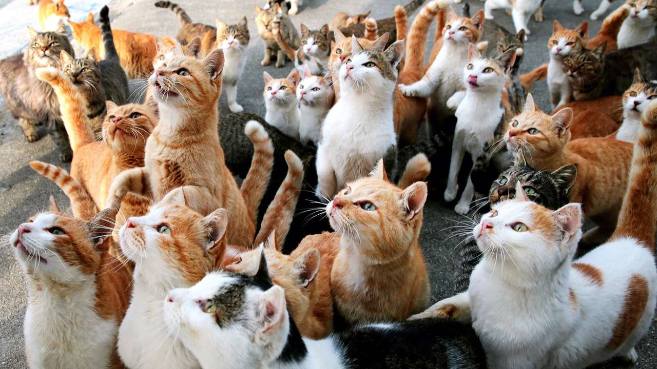 Котки в група онлайн пъзел от снимка