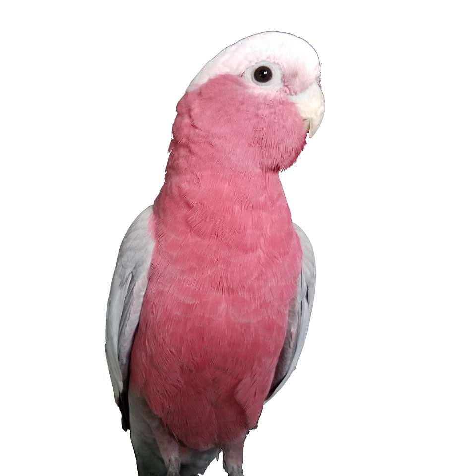Bandit - The Rose-Breasted Cockatoo puzzle online from photo